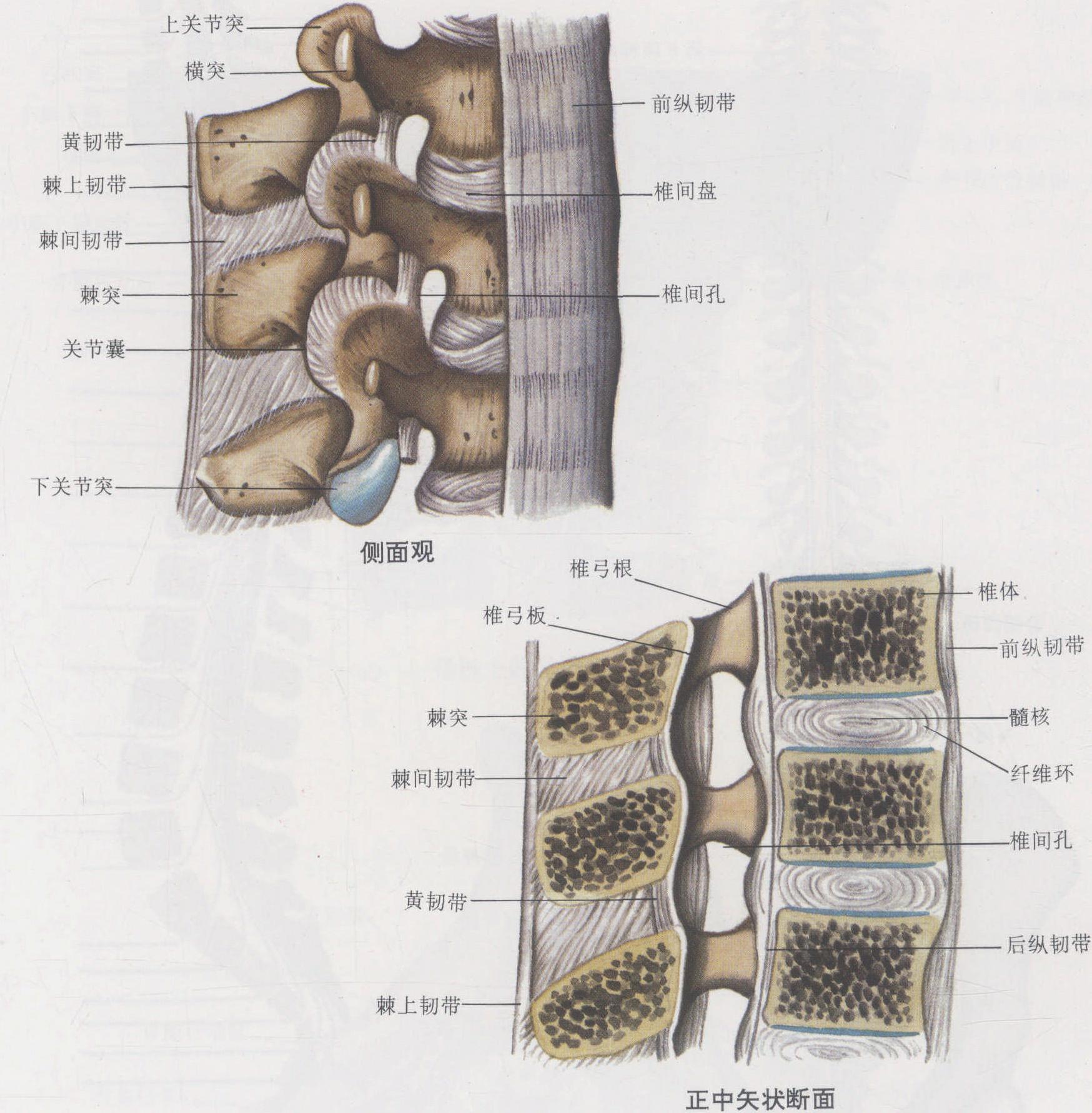 人的脊柱高清晰图解,脊柱分布图,脊椎图(第4页)_大山谷图库